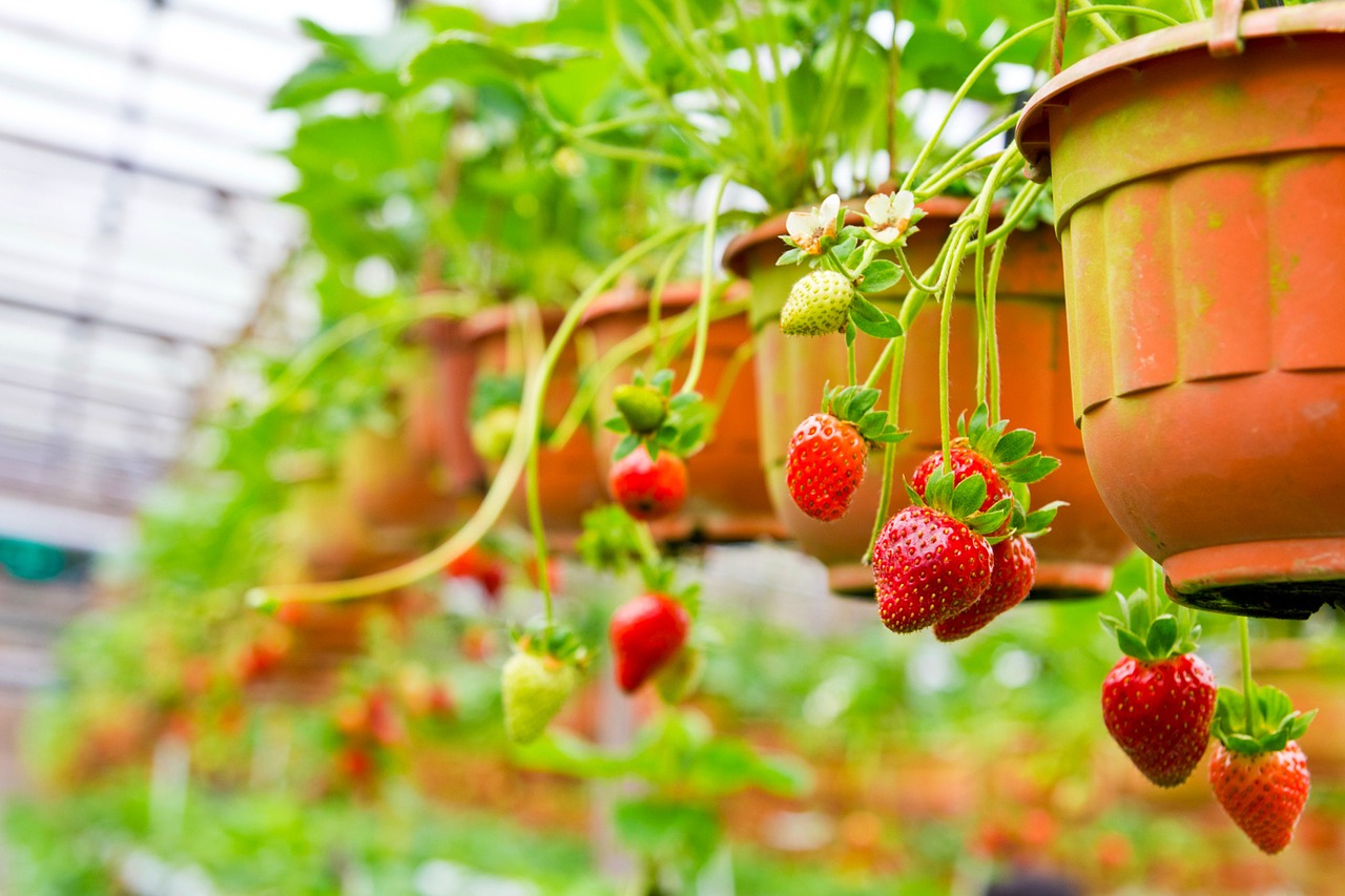 strawberry fruit berry free photo