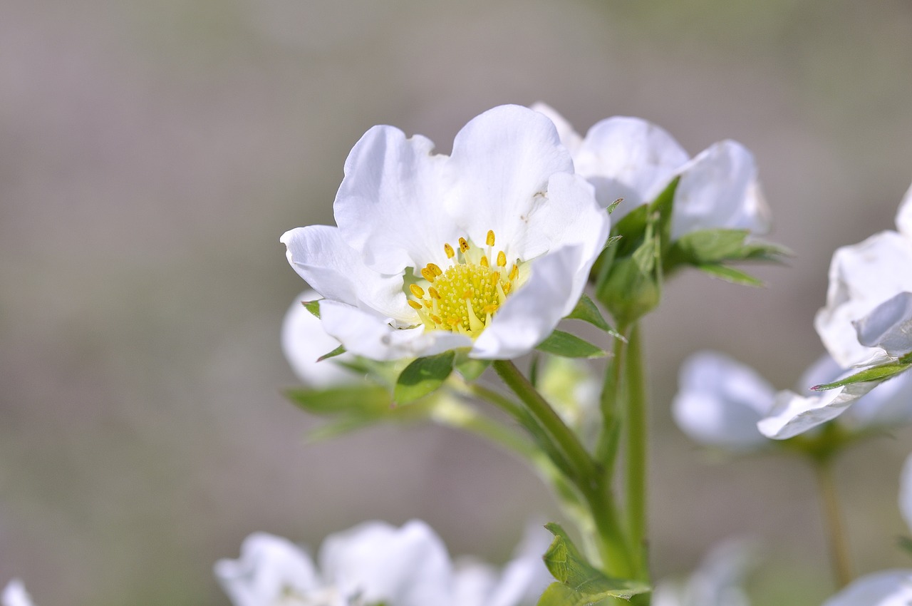 strawberry plant blossom free photo