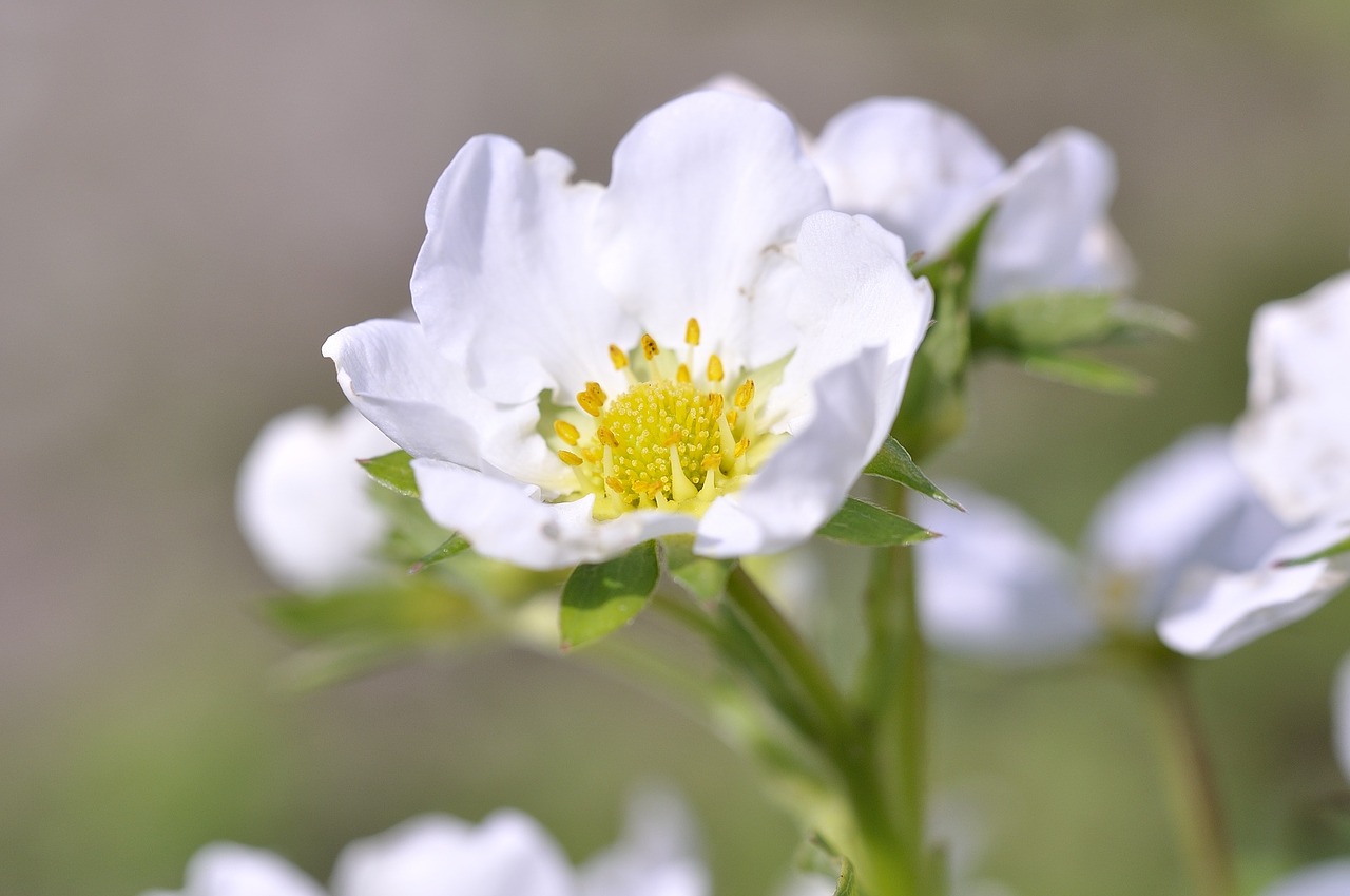 strawberry plant garden free photo