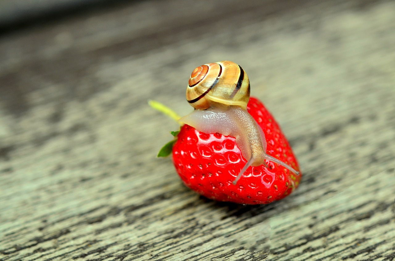 strawberry snail tape worm free photo
