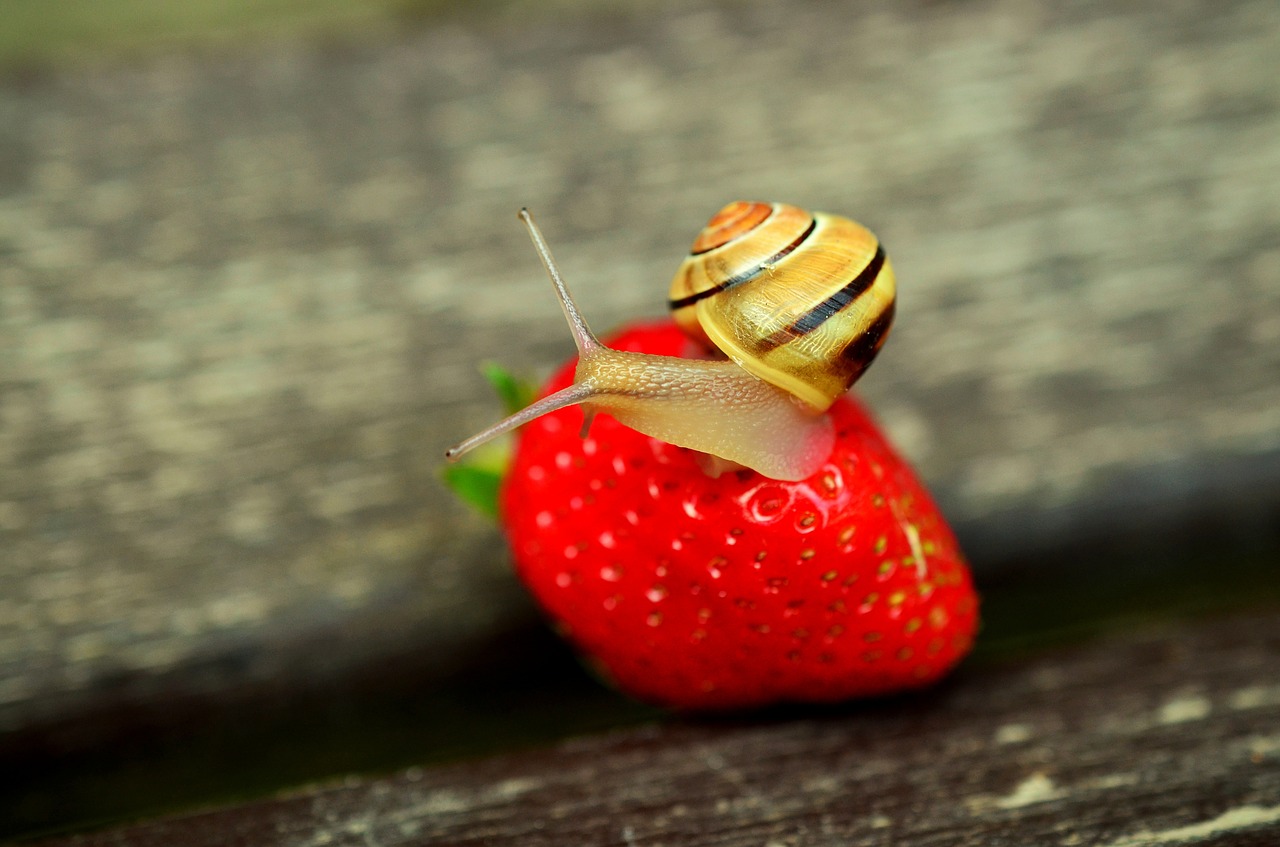 strawberry snail tape worm free photo