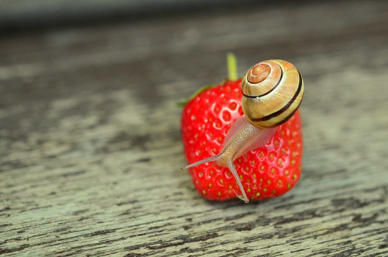 strawberry snail tape worm free photo