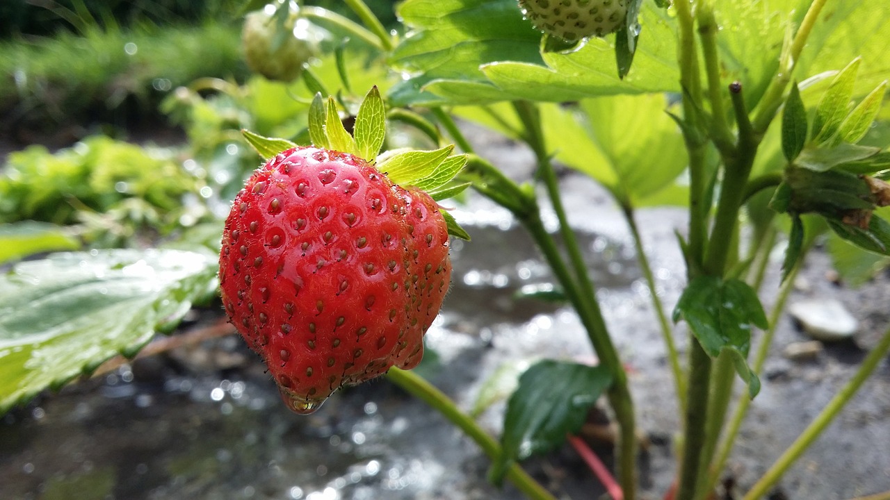 strawberry fruit sweet free photo