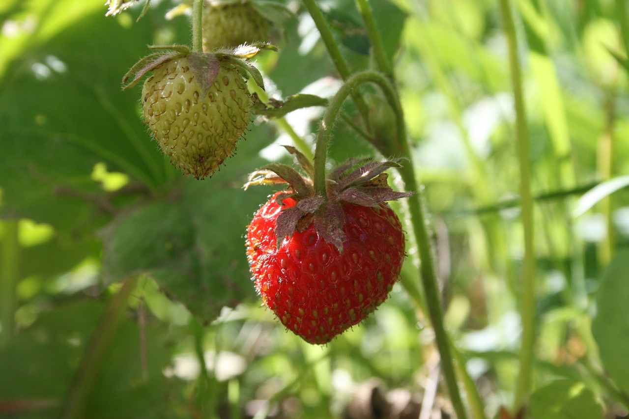 strawberry berry appetizing free photo