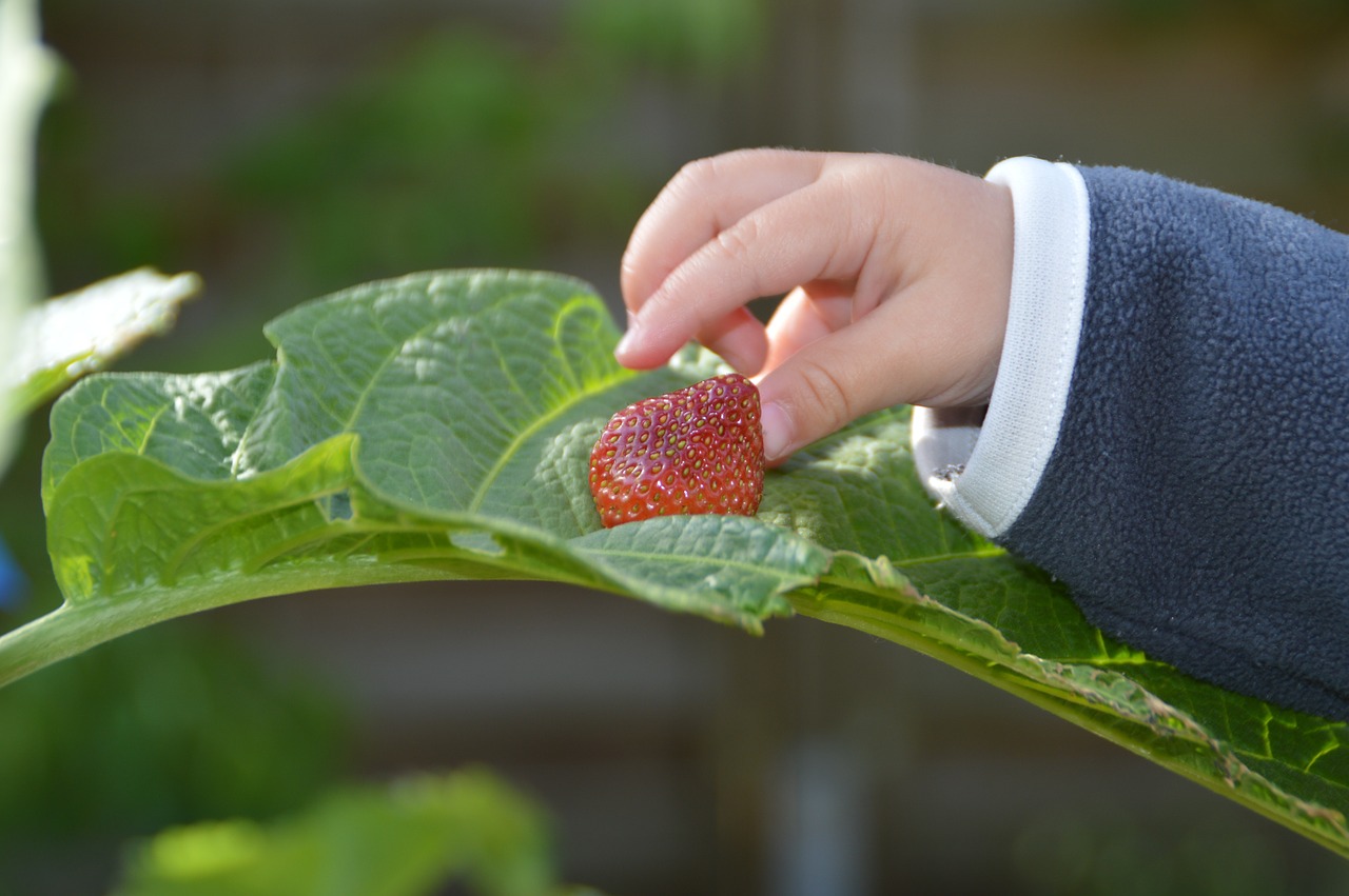 strawberry take larceny free photo