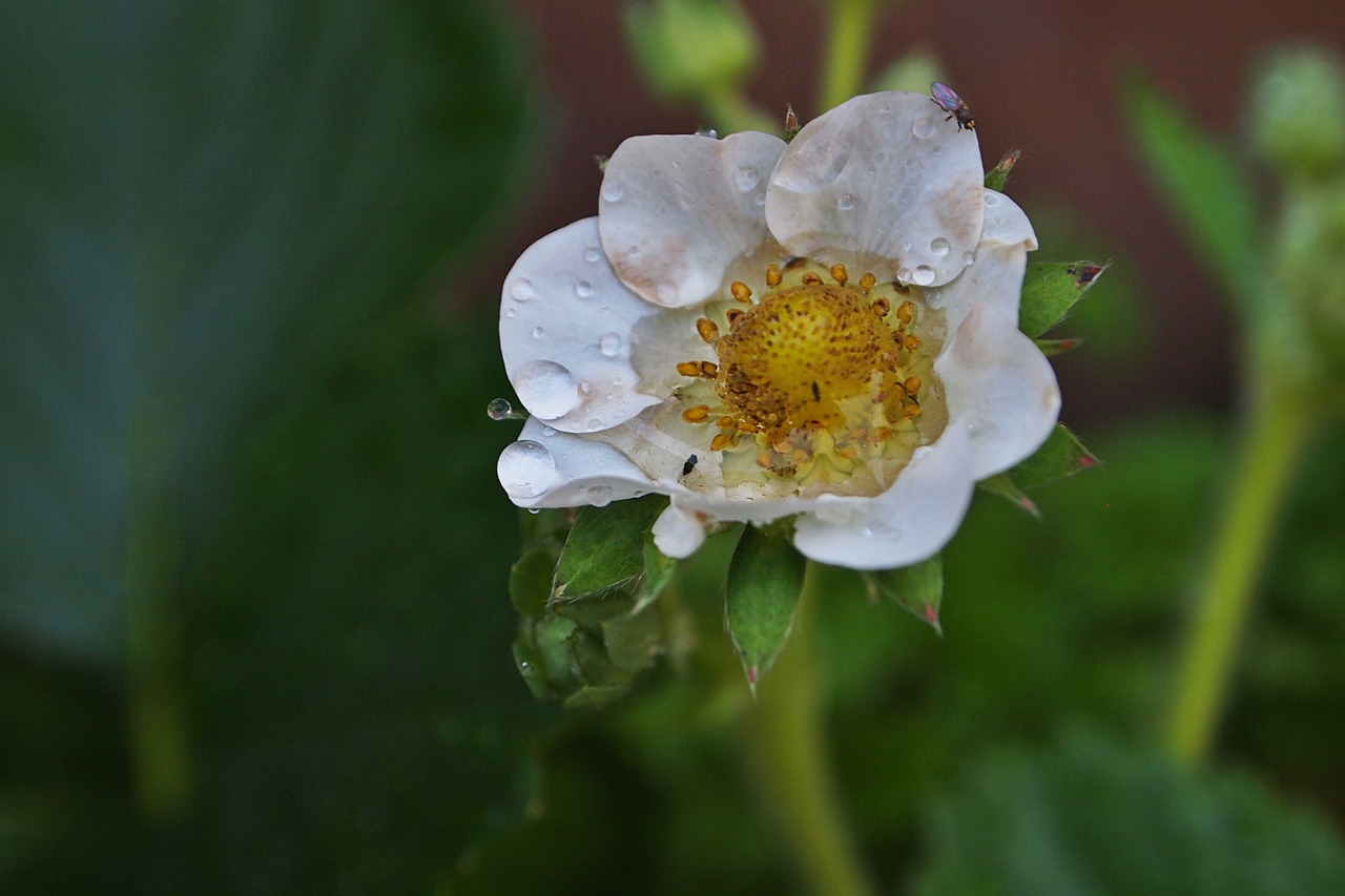 strawberry flower petals free photo