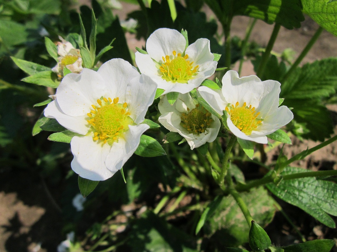 strawberry plant field free photo