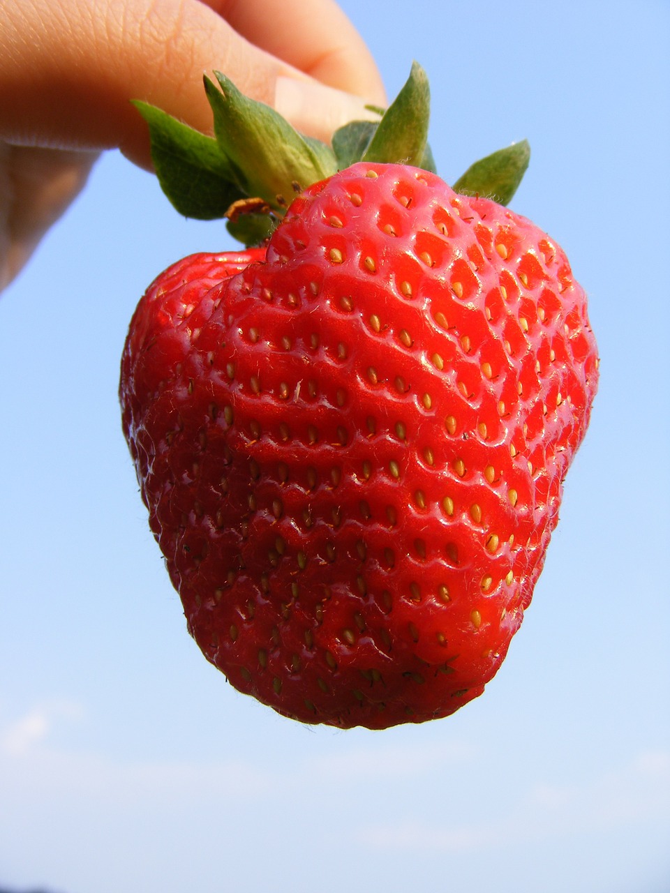 strawberry berry fresh free photo