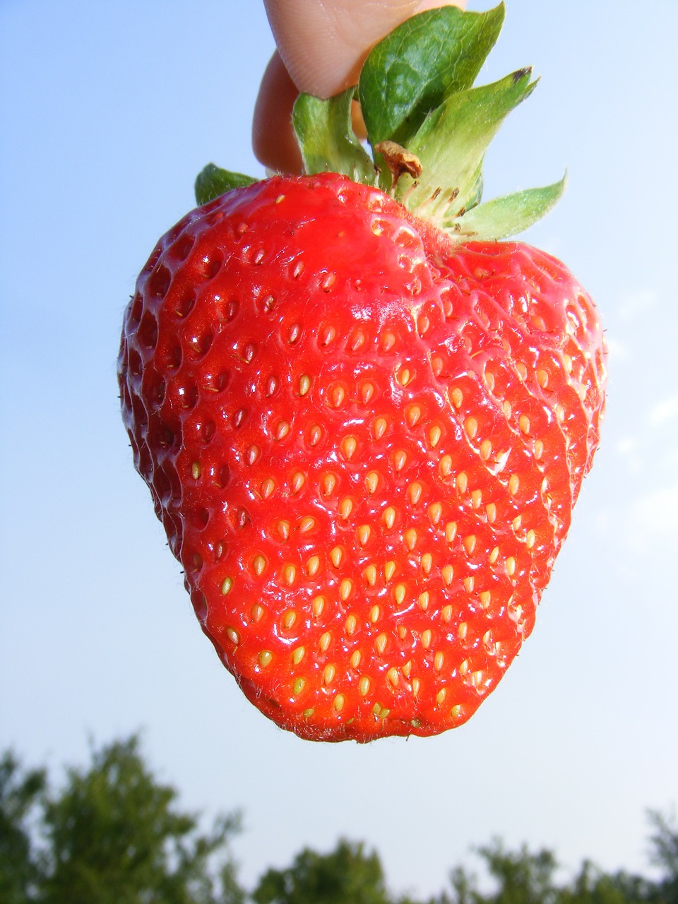 strawberry red fruit free photo