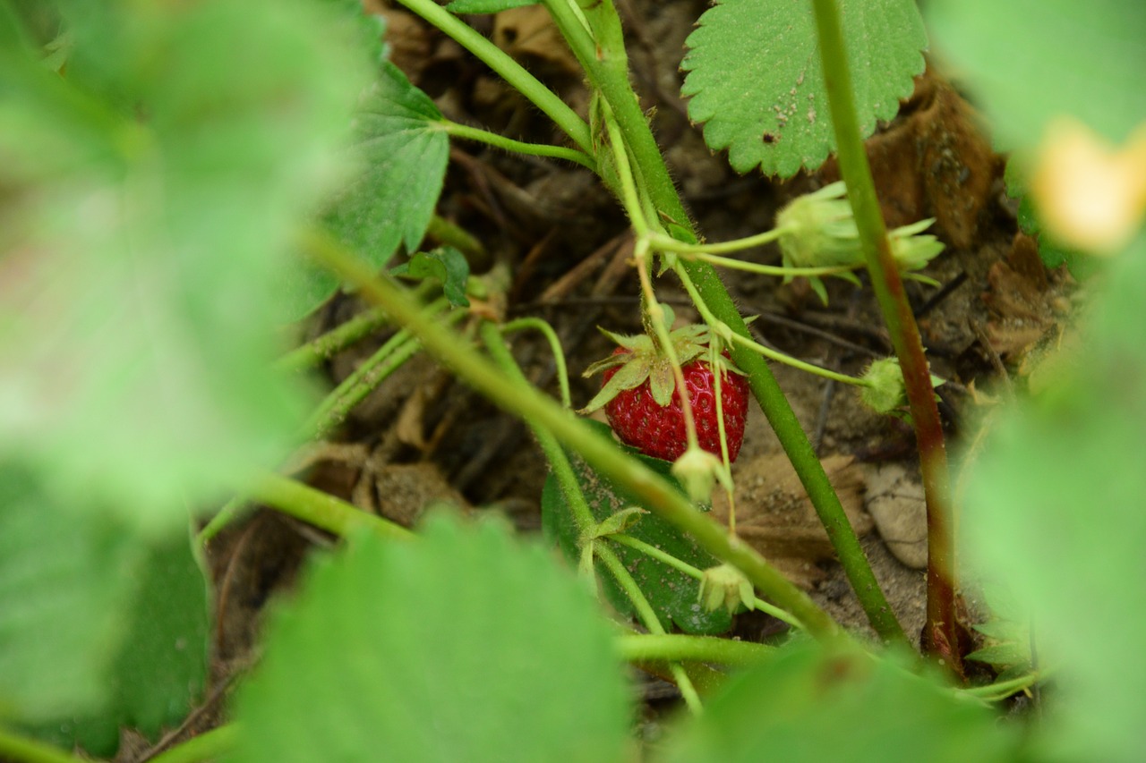 strawberry fruit green free photo