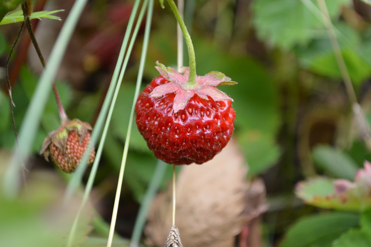 strawberry berry red free photo