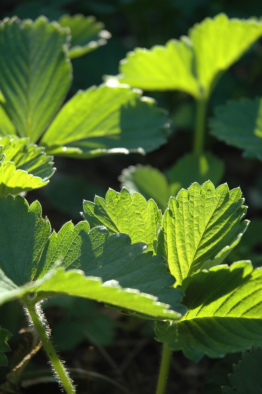 strawberry leaf leaves free photo