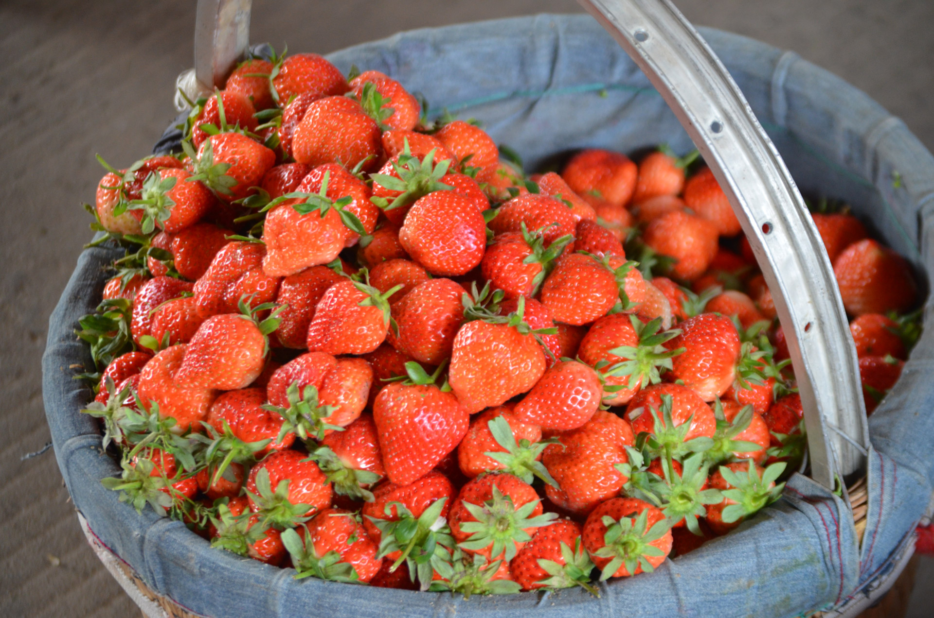 strawberry strawberries fruit free photo