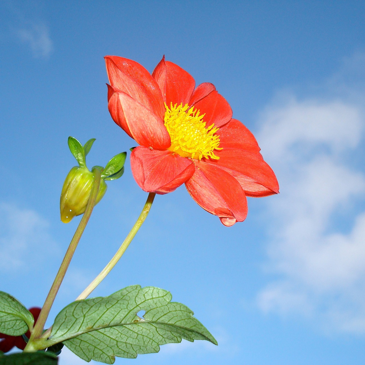 strawberry blossom flower nature free photo