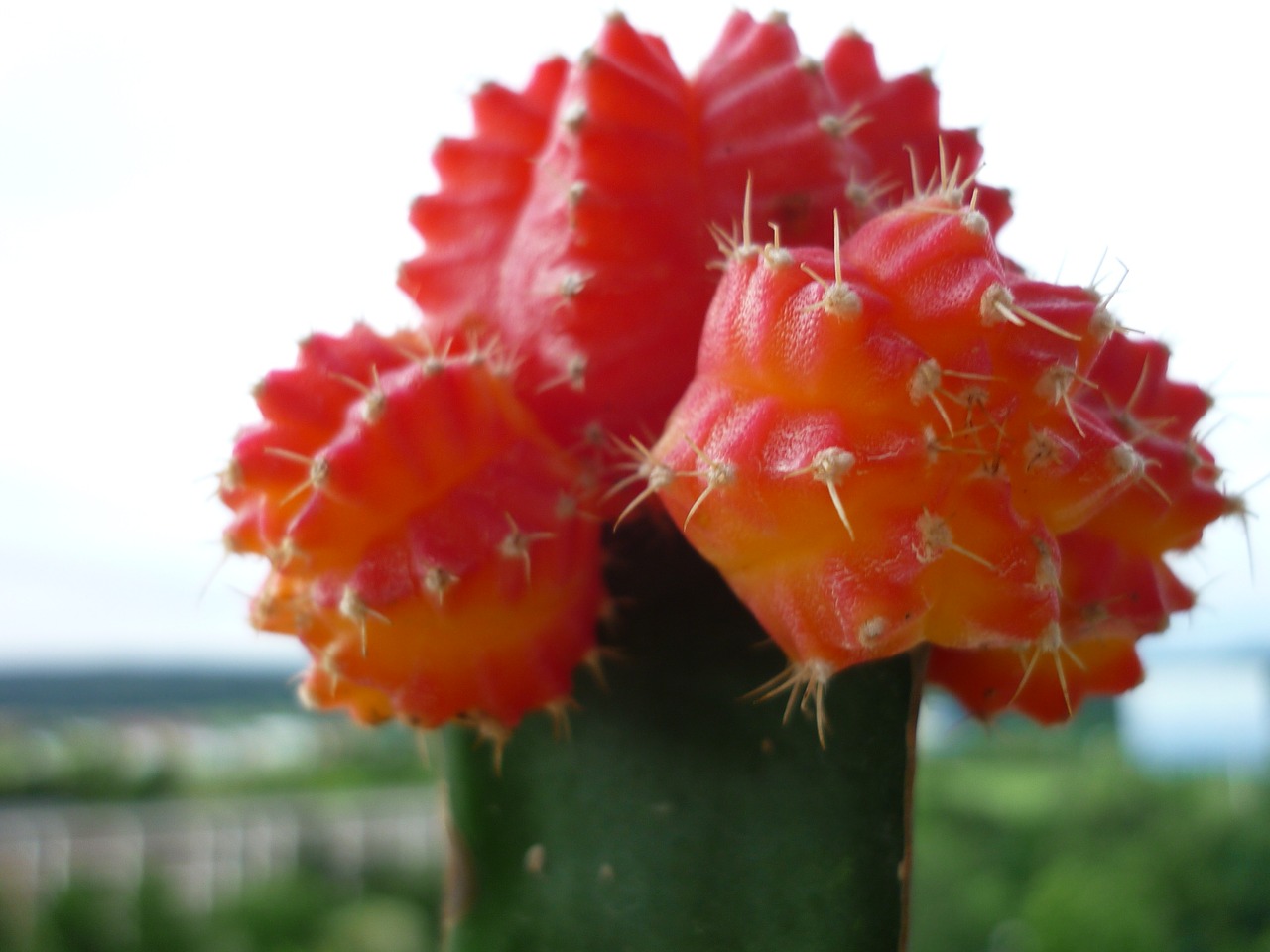strawberry cactus succulent refined free photo