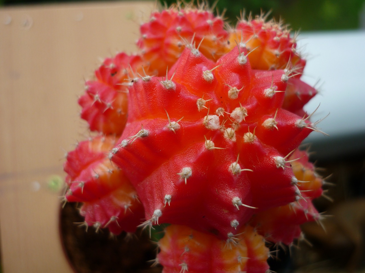 strawberry cactus succulent refined free photo