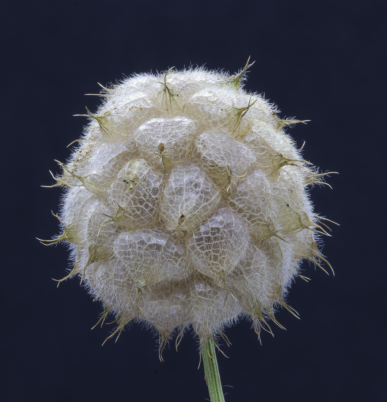 strawberry clover  seed-head  wildflower free photo