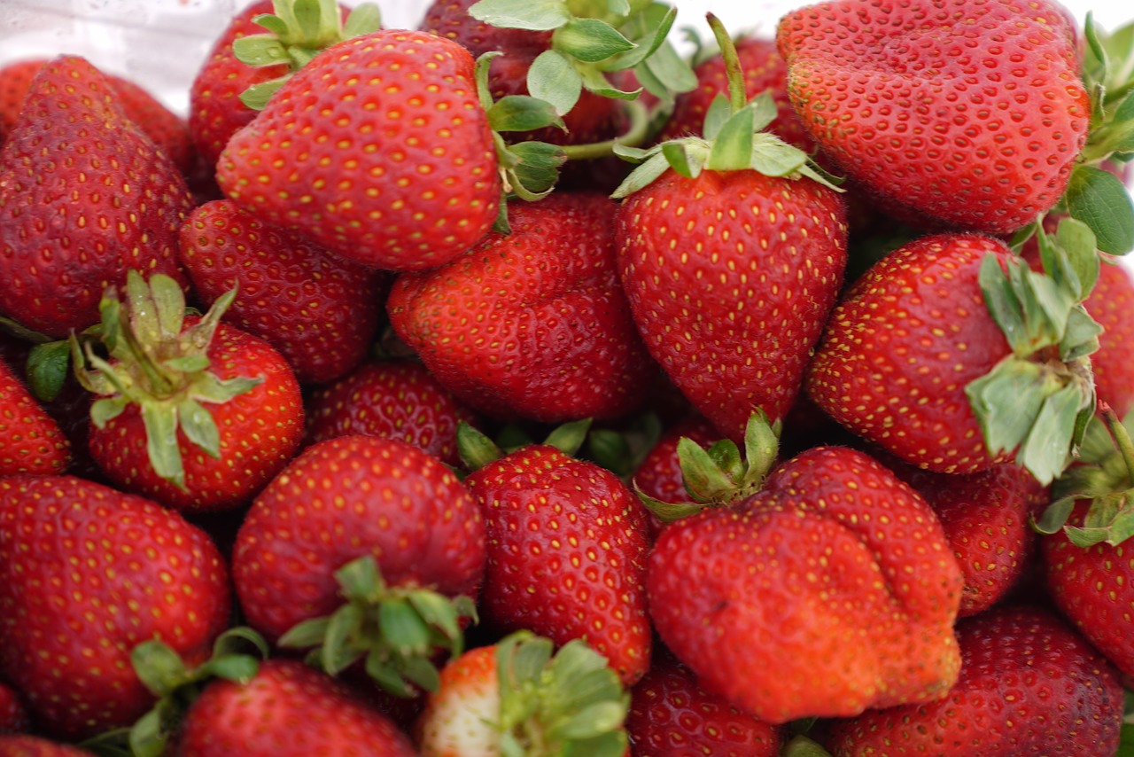 strawberry farm  harvest  fresh produce free photo