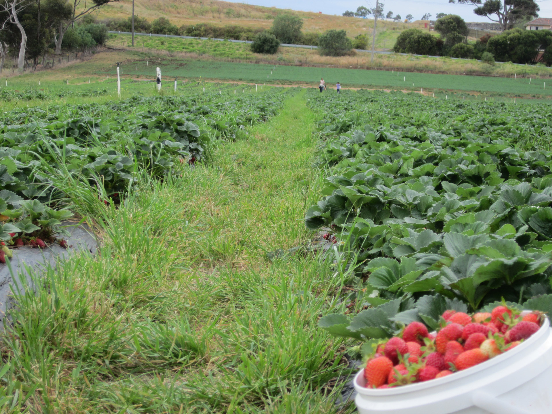 strawberry field australia free photo