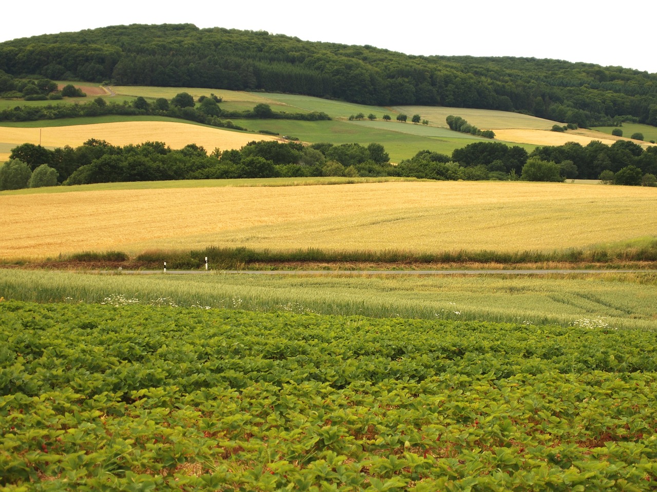 strawberry field landscape grains free photo