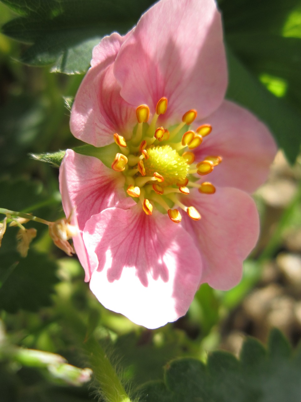 strawberry flower strawberry blossom free photo