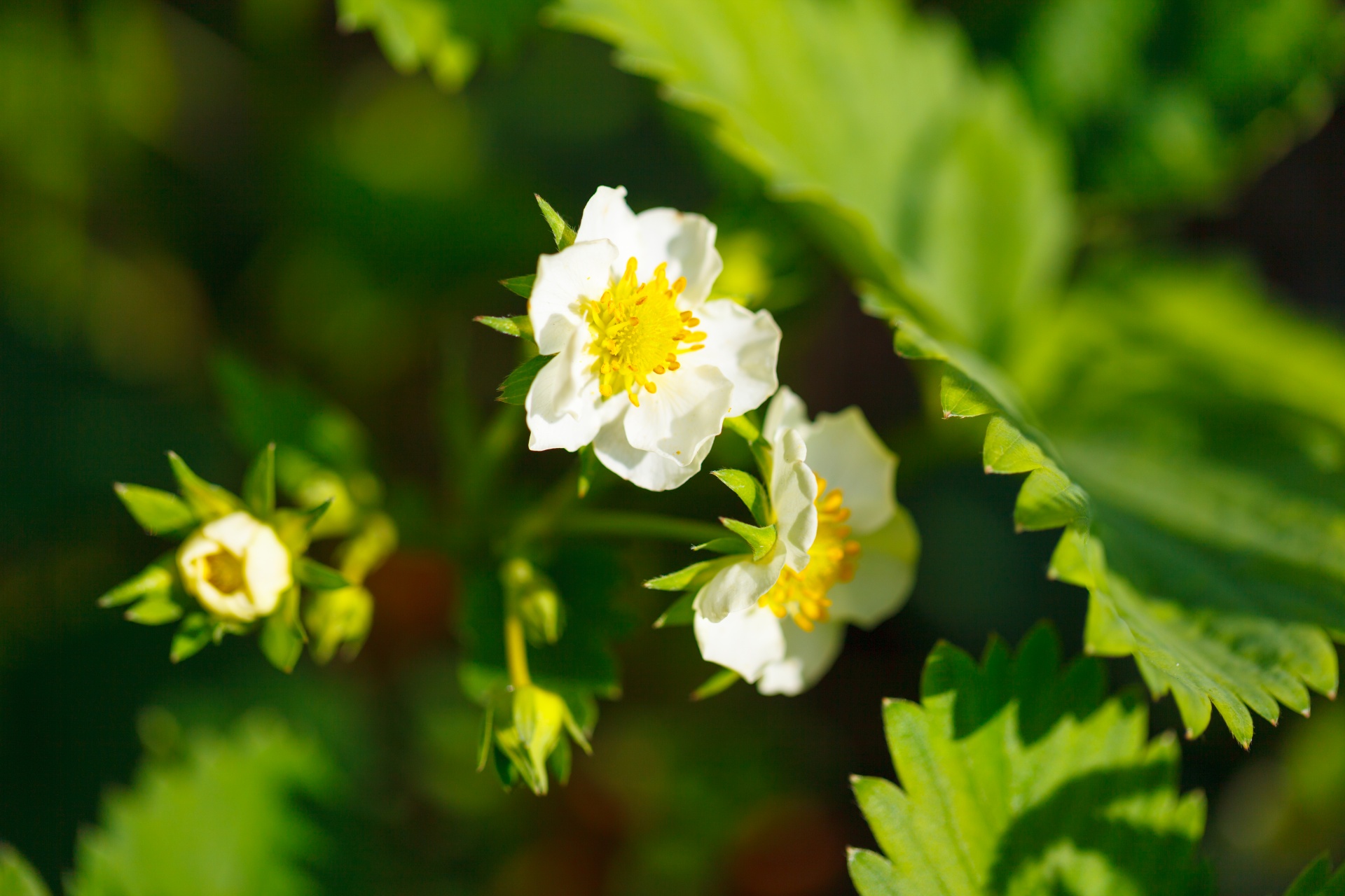 agriculture blooming blossom free photo