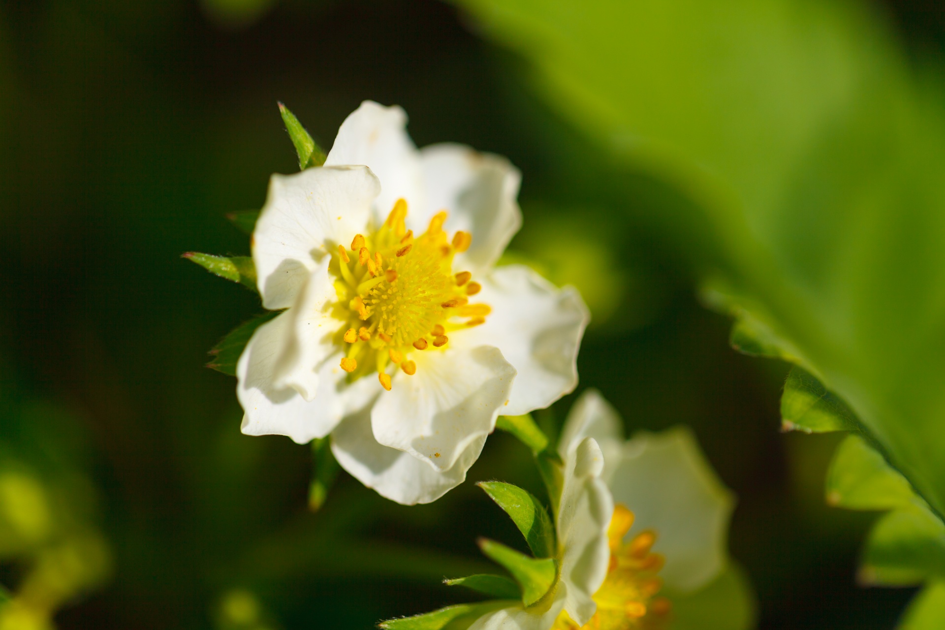 agriculture blooming blossom free photo