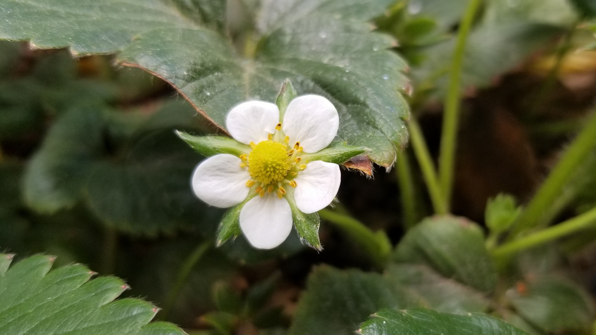 strawberry plant flower free photo