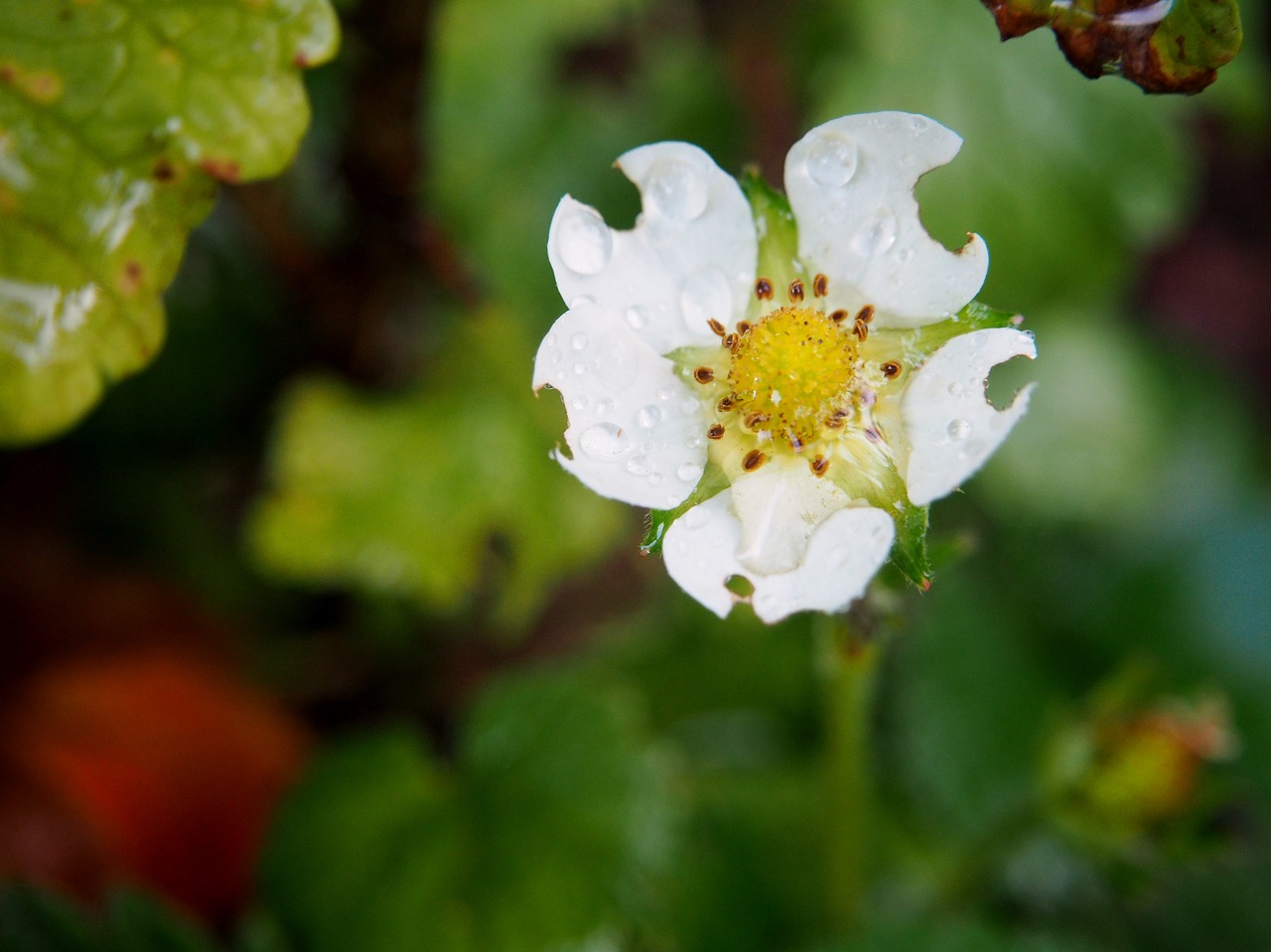 strawberry flower strawberry blossom free photo