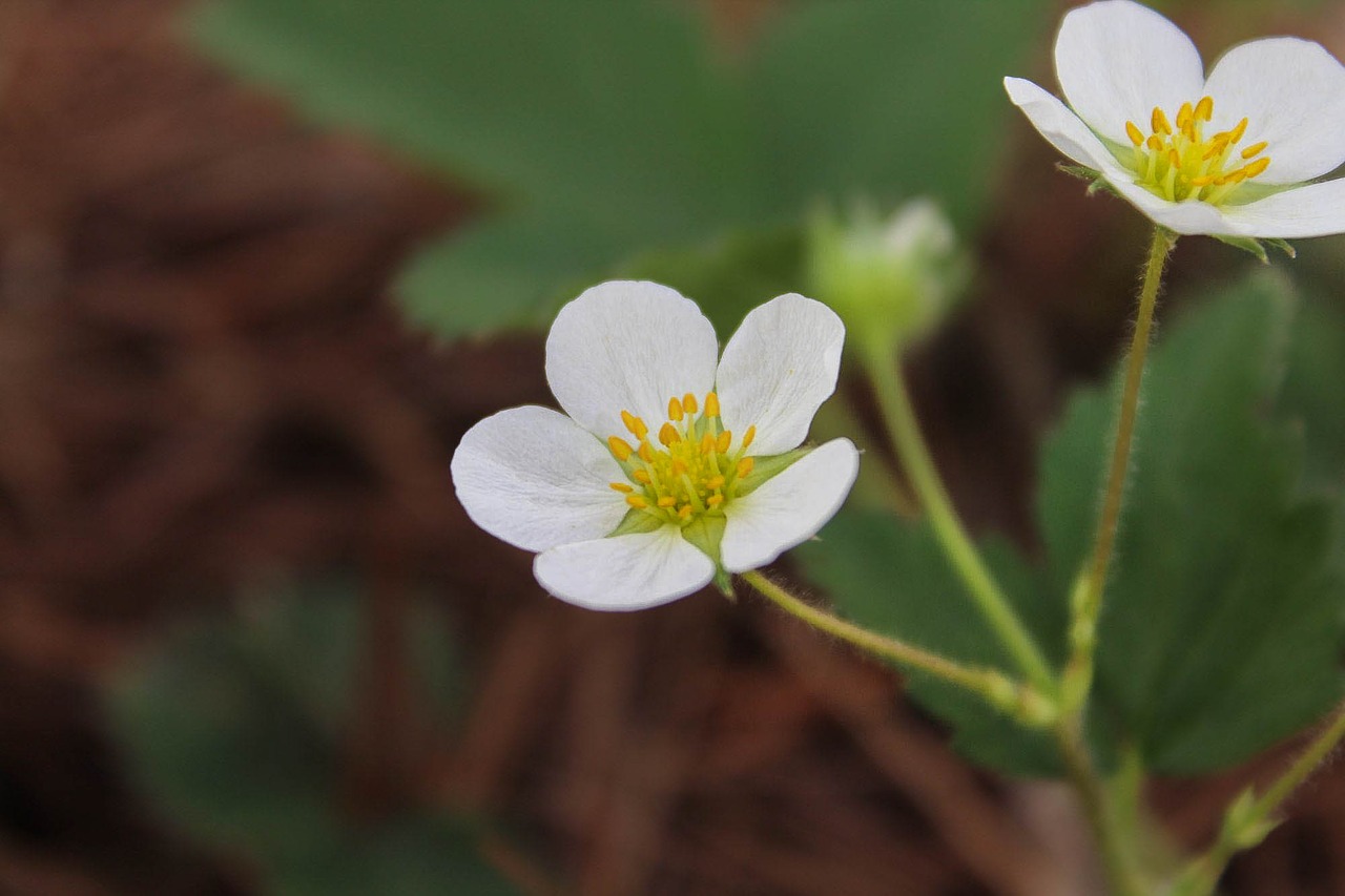 strawberry flower strawberry spring free photo