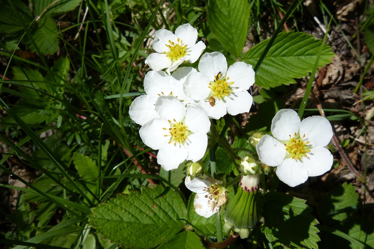 strawberry flower blossom bloom free photo