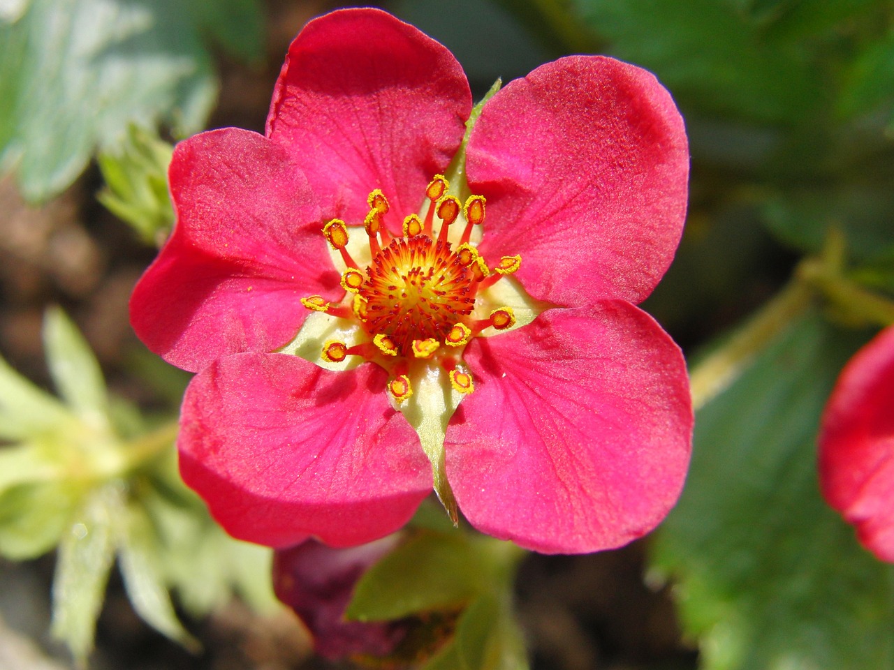 strawberry flower red spring free photo