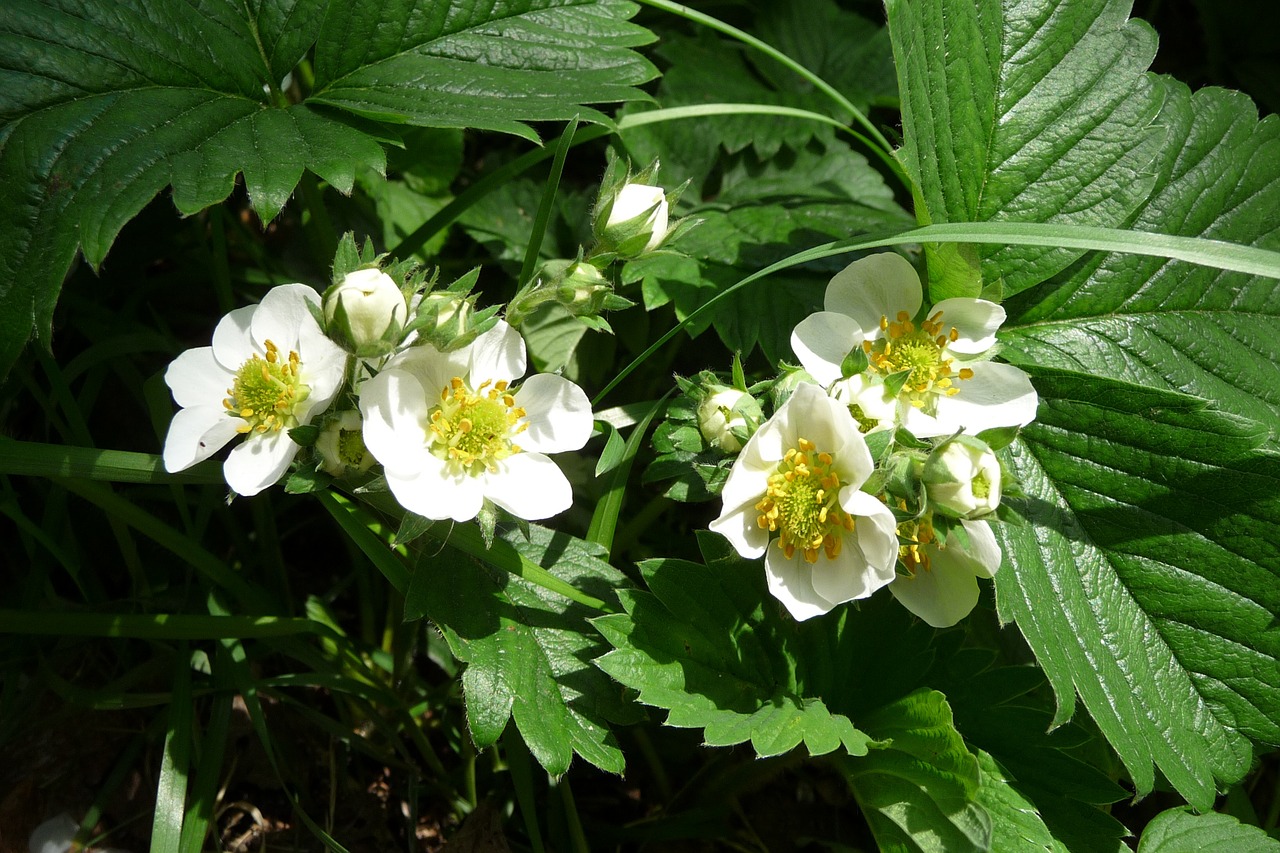 strawberry flowers strawberry blossom free photo