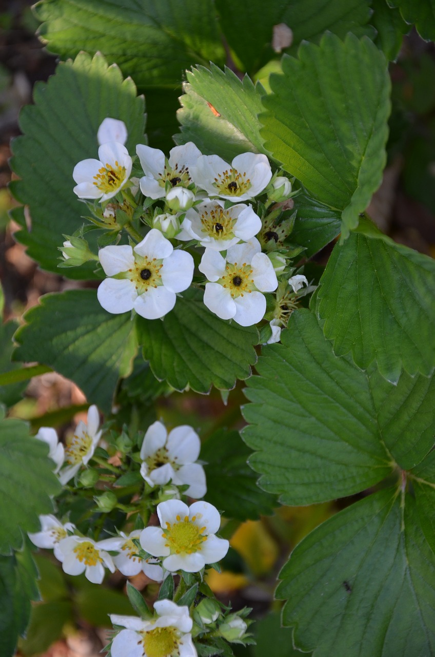 strawberry flowers plant green free photo