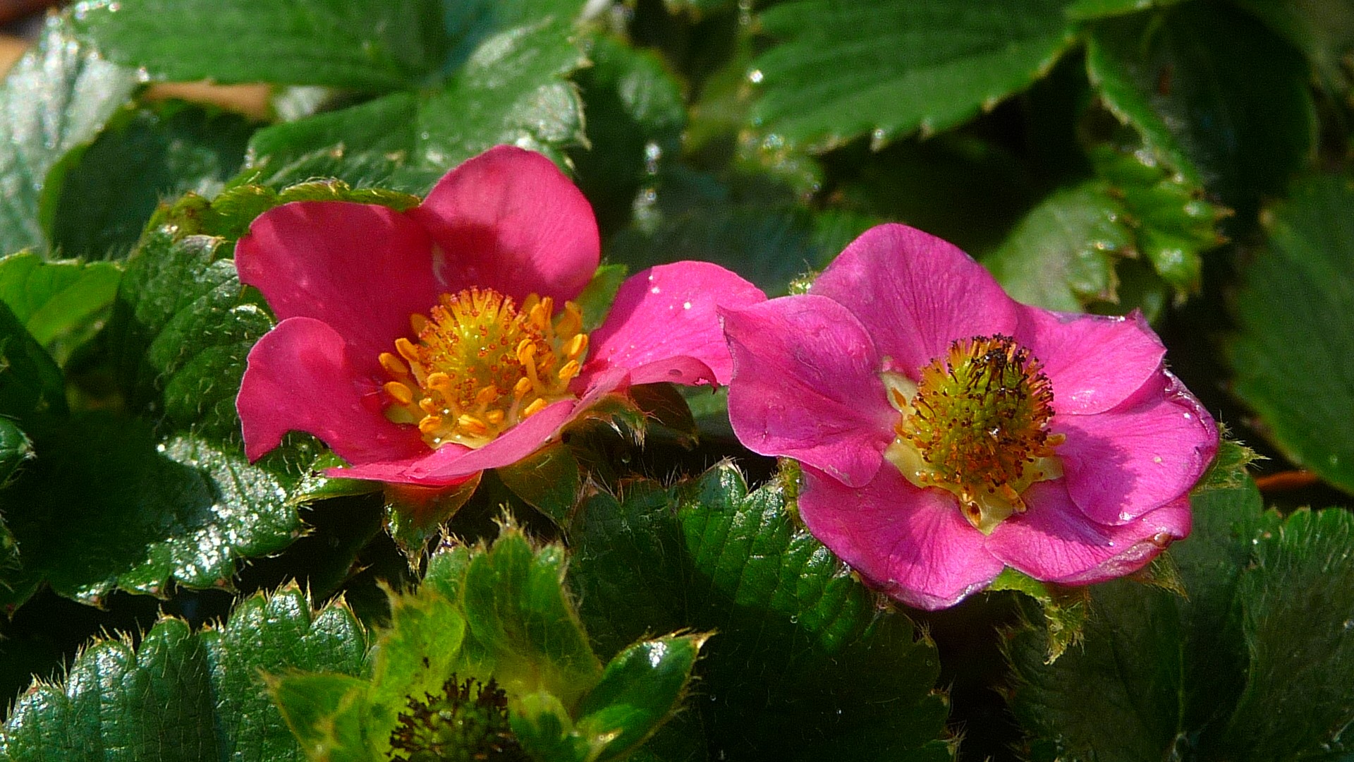 strawberry flowers plants free photo