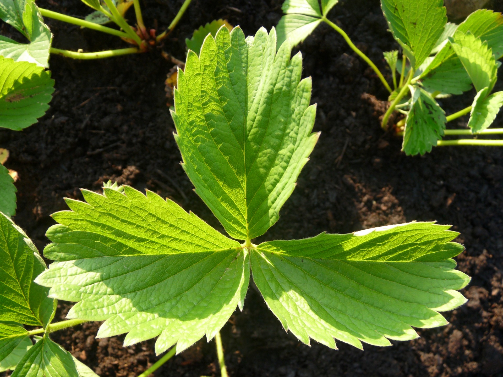 young strawberry plant free photo