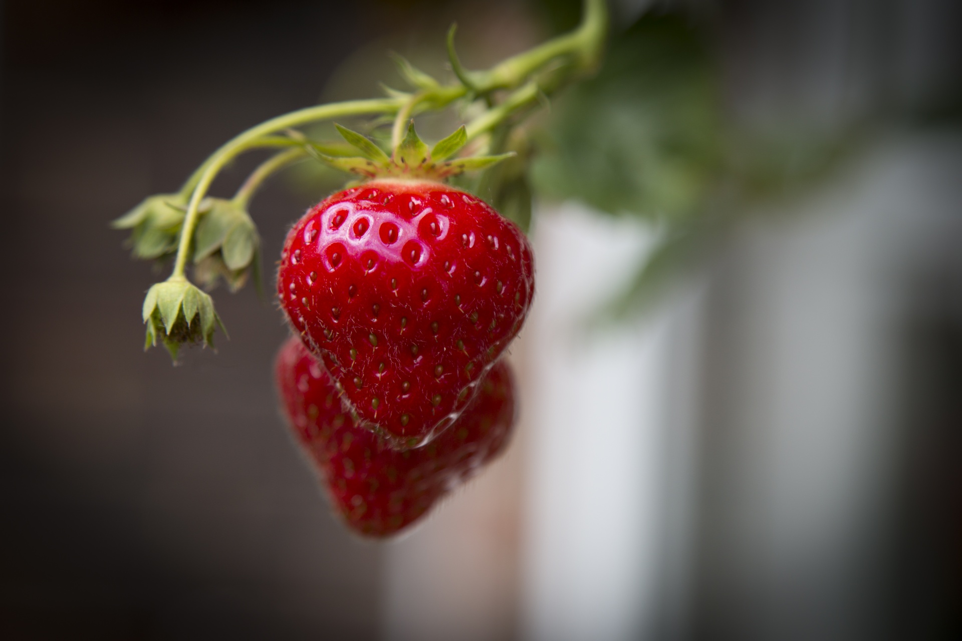 plant berry strawberry free photo