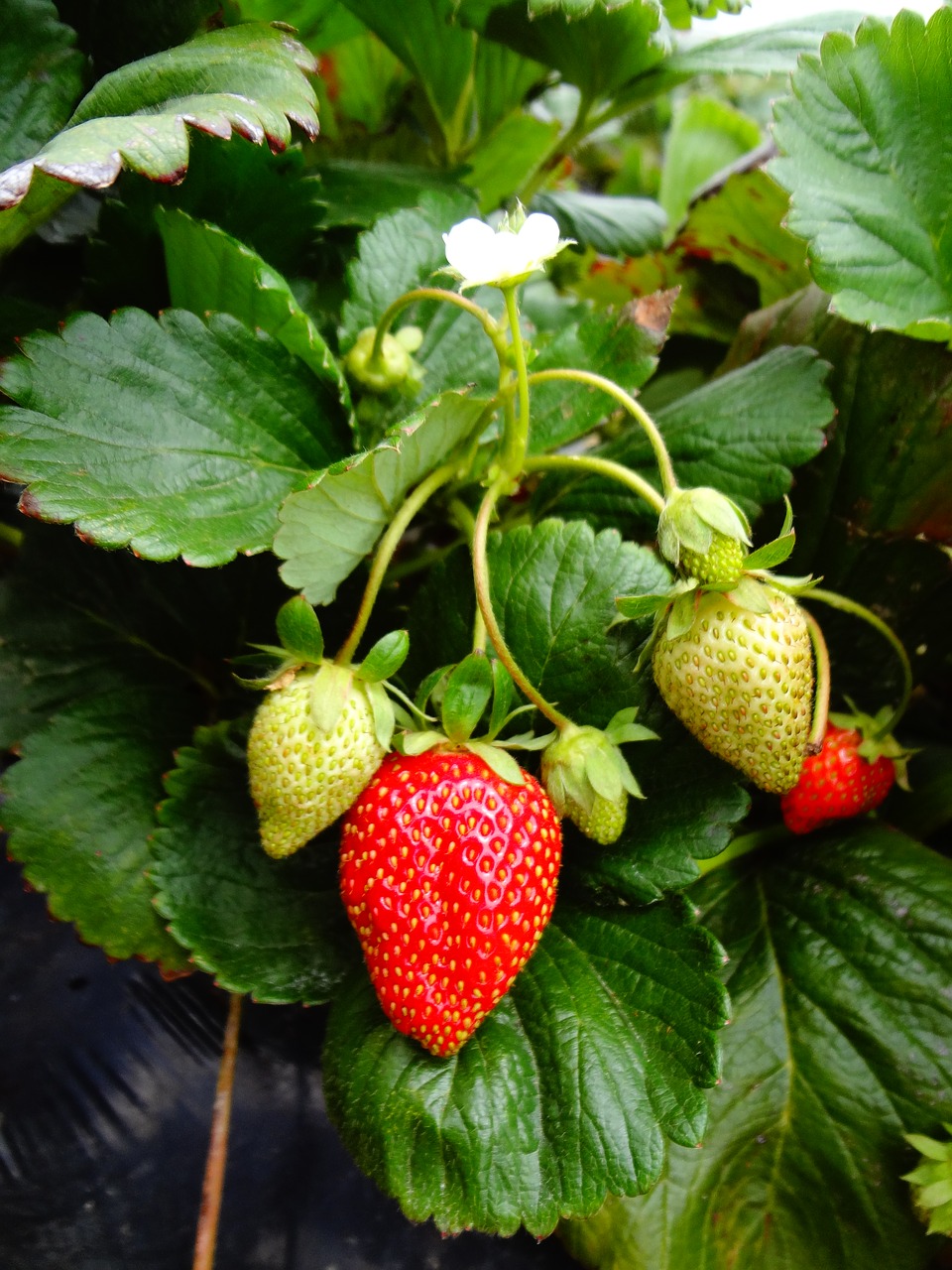 strawberry plant strawberry fruit free photo