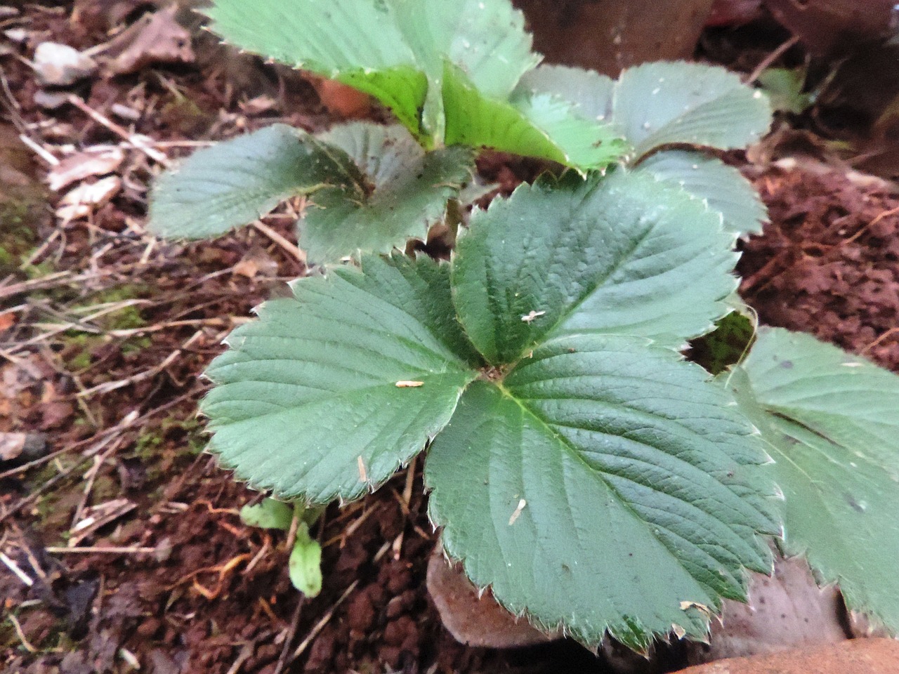 strawberry plant morangueira ground free photo