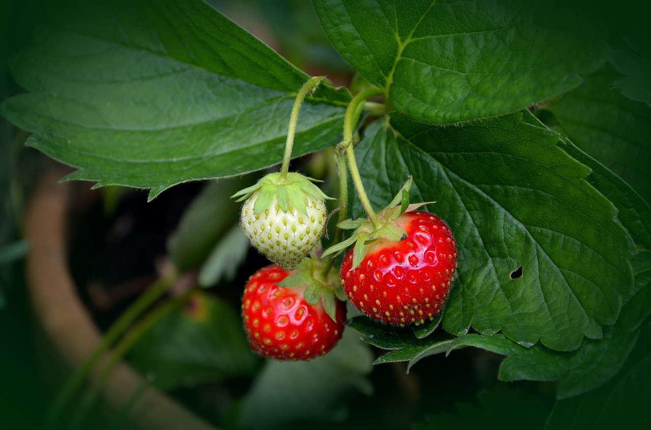 strawberry plant strawberries mature free photo