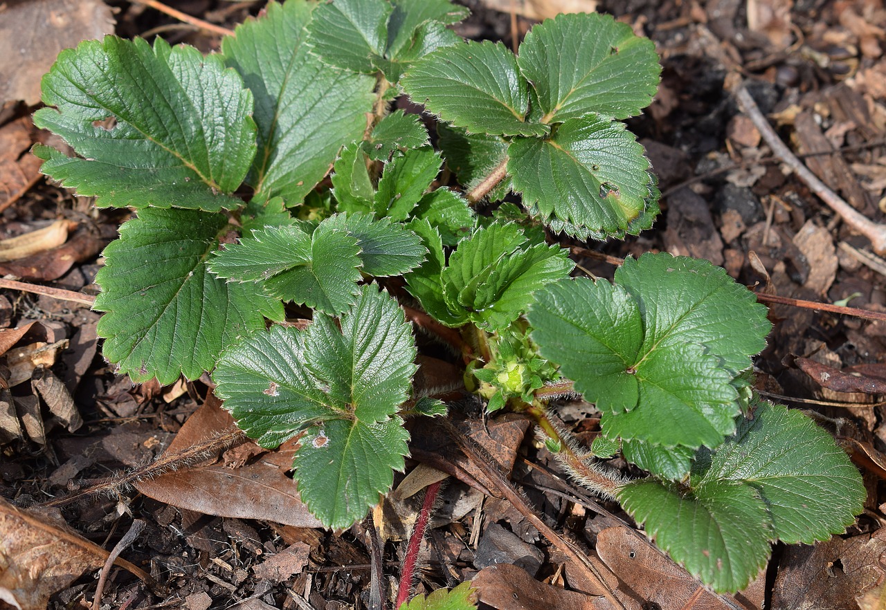 strawberry plant with buds garden plant free photo