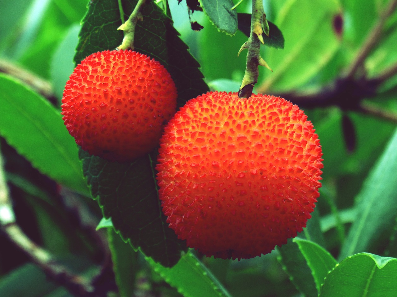 strawberry tree fruit silvespre autumn free photo