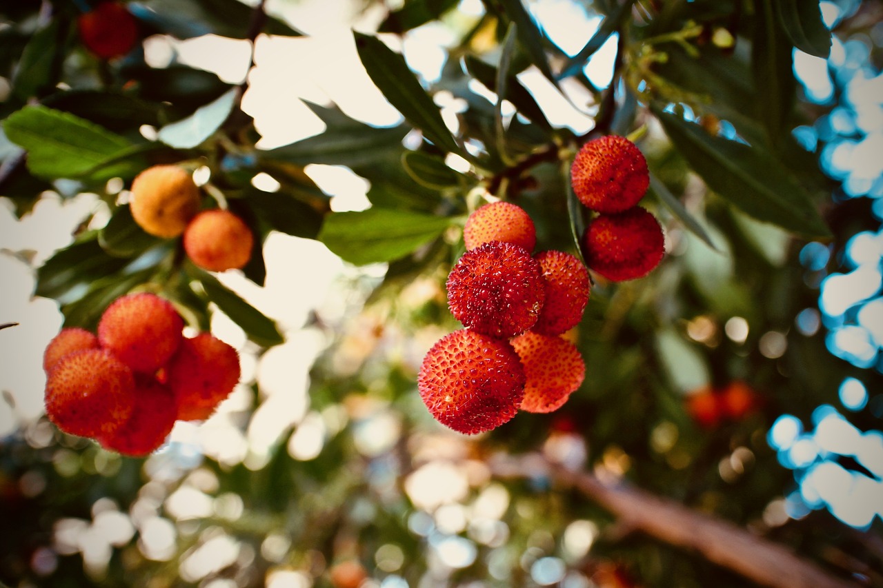 strawberry tree fruit vitamins free photo
