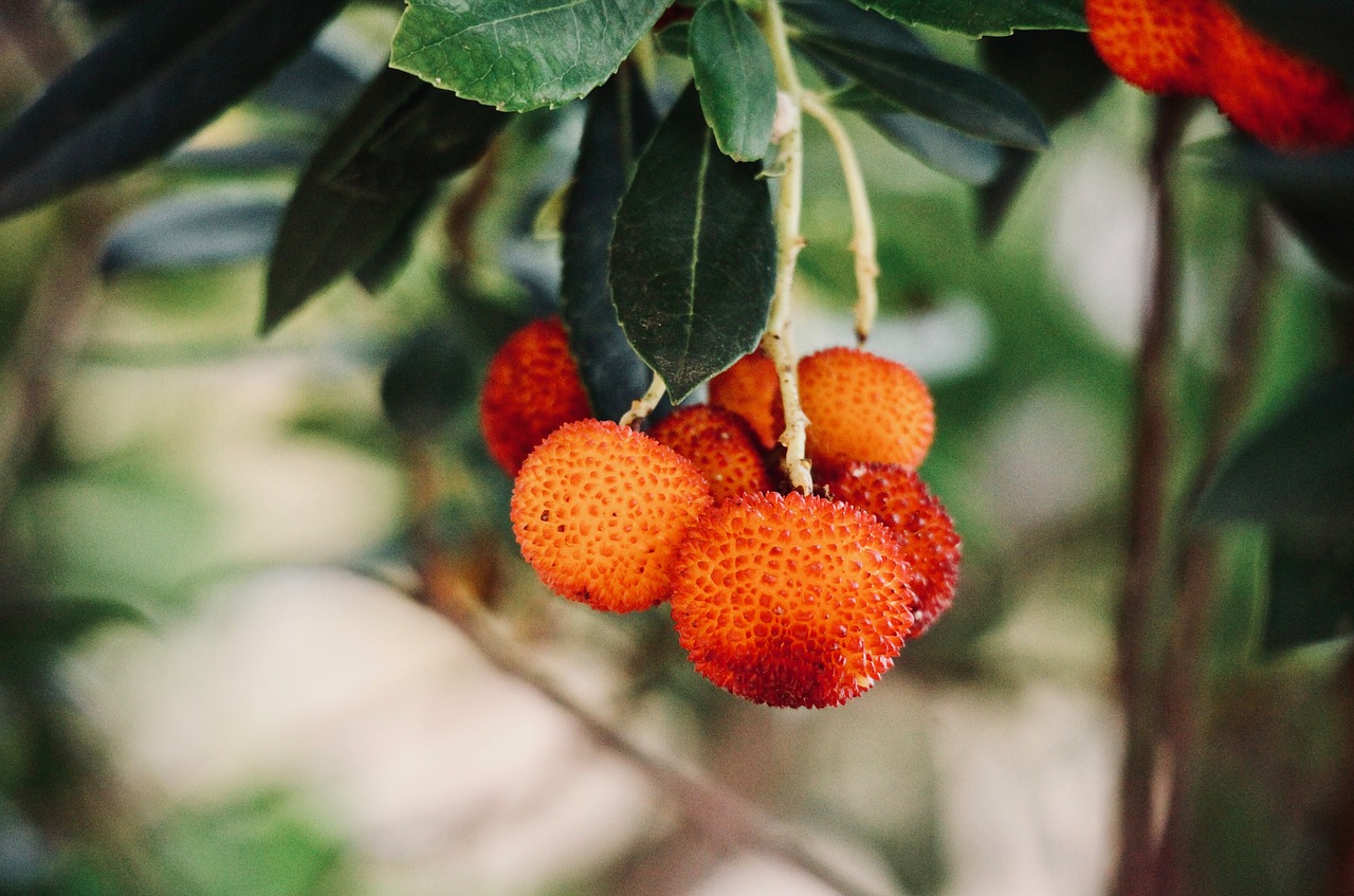 strawberry tree fruit vitamins free photo