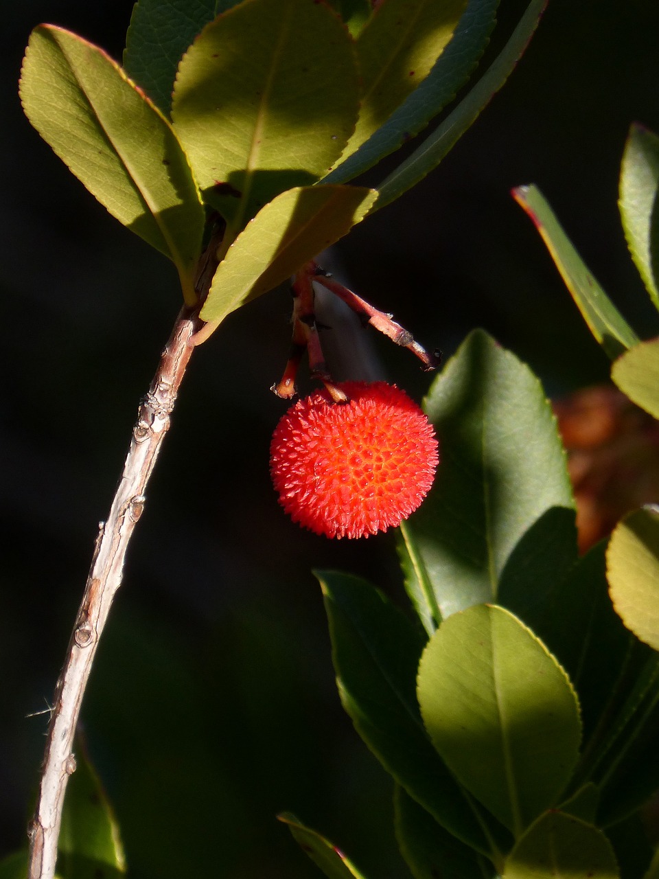 strawberry tree  fruits of the forest  winter free photo