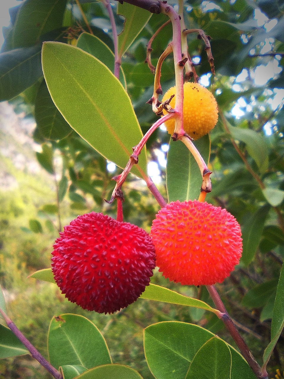 strawberry tree forest fruits cherry shepherd free photo