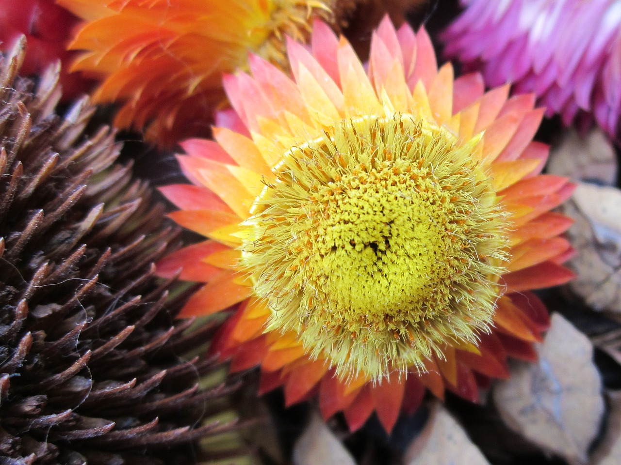 strawflowers dry flowers free photo