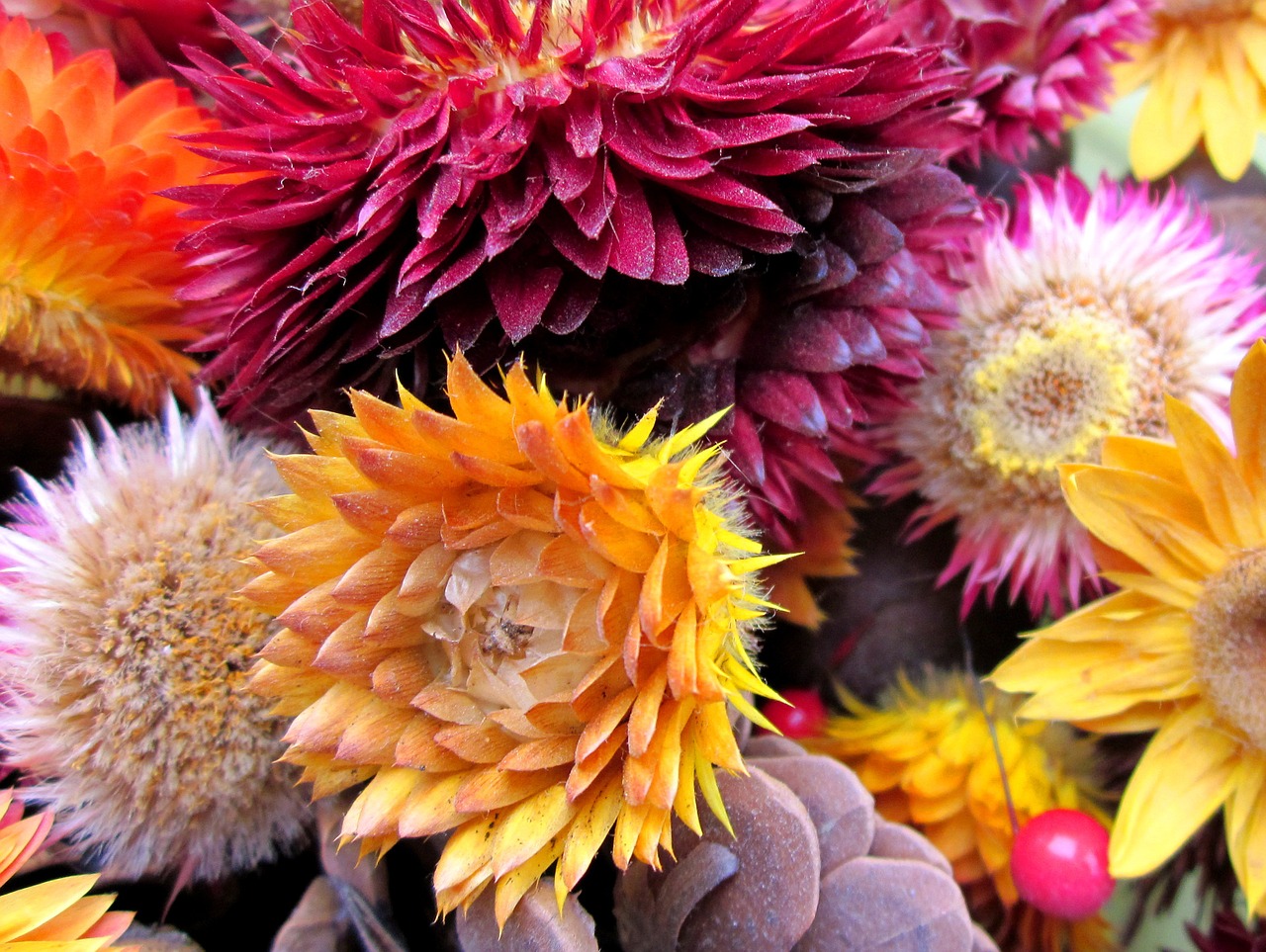 strawflowers dry flower free photo