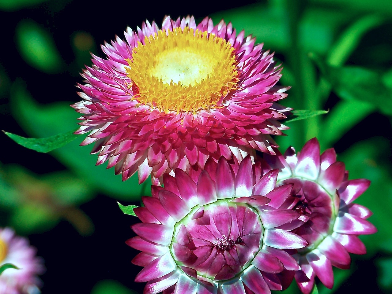 strawflowers plant blooming free photo