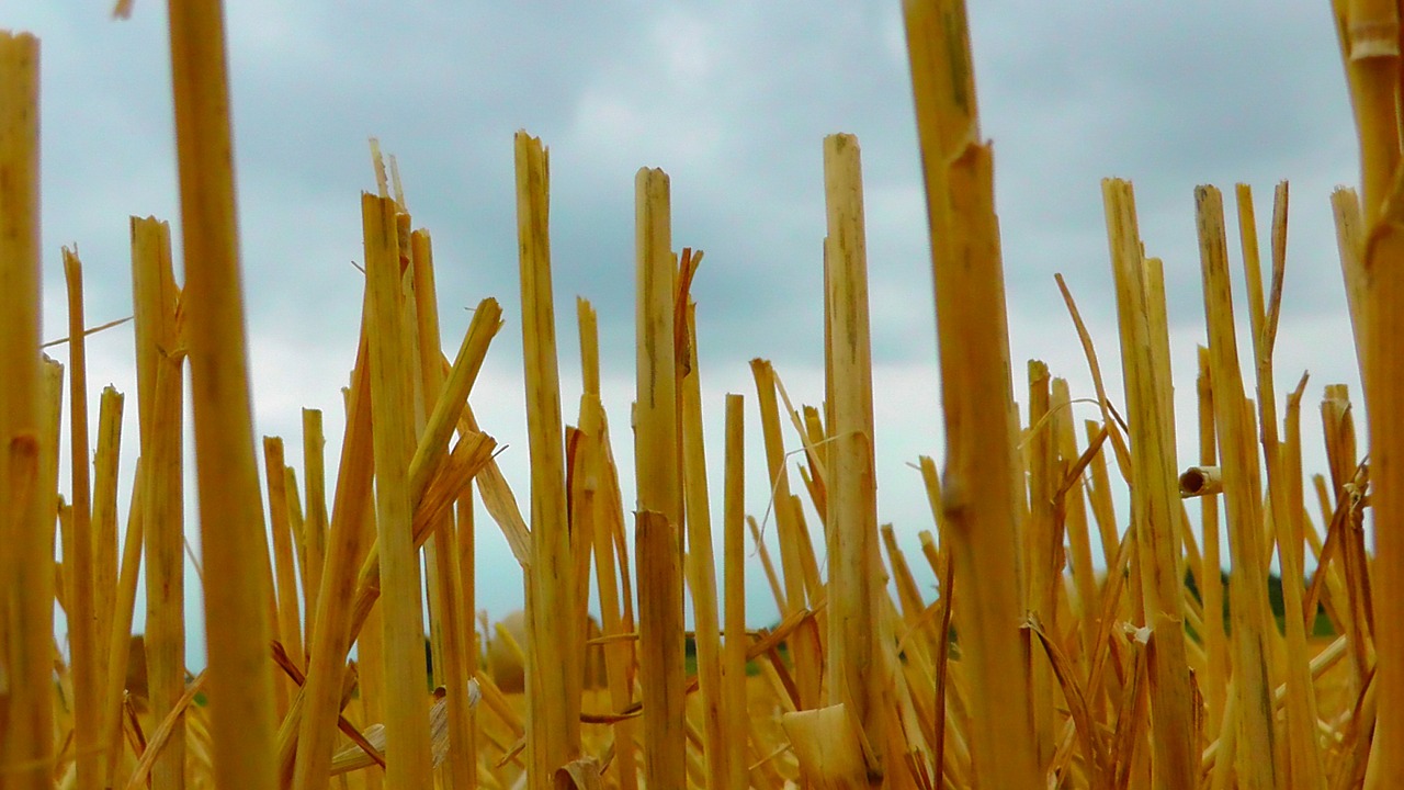 straws grain wheat field free photo